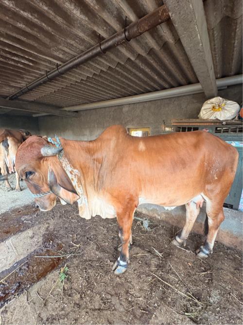 થંબનેલ 2