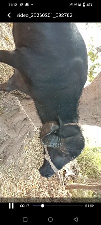 ભેંસ વેચવાની છે