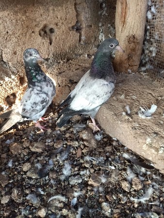 थंबनेल 3