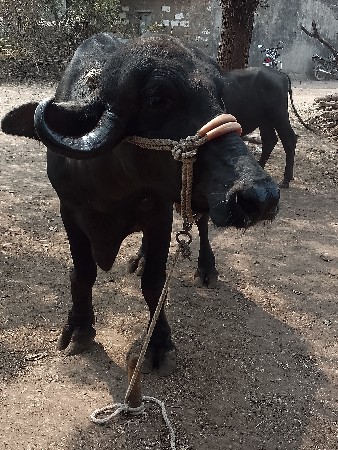 थंबनेल 3