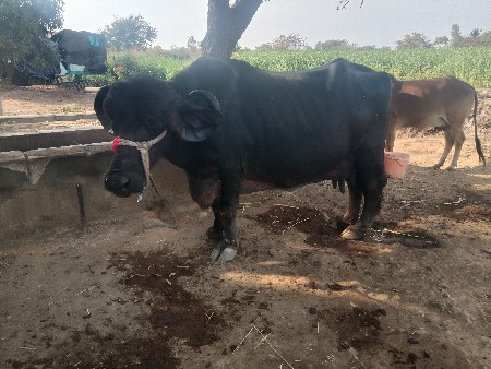 थंबनेल 3