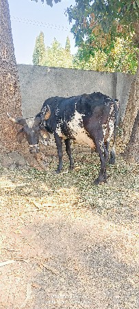 થંબનેલ 6