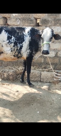 थंबनेल 3