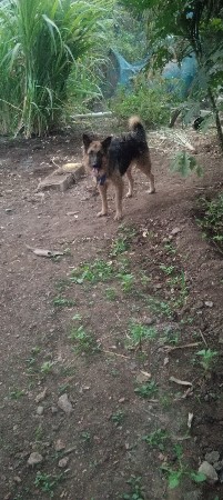 માંગરોળ જૂનાગટ માંગરોળ