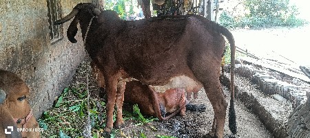 थंबनेल 3