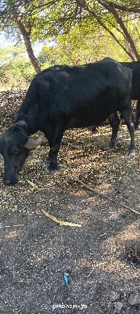 થંબનેલ 3