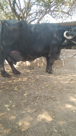 વેચવાની છે