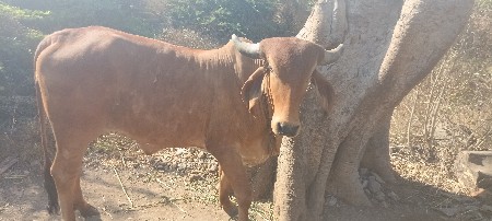 ગાય વેચવાની સે