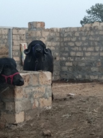 ચાર તે પાડો વેચવાનો છે બધી જવાબ