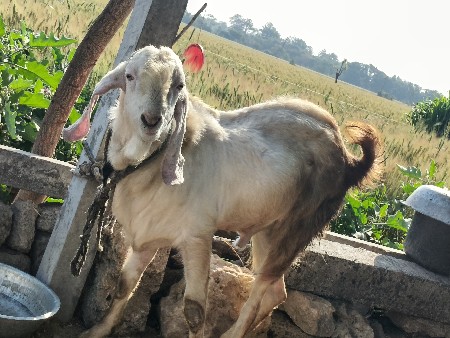 થંબનેલ 3