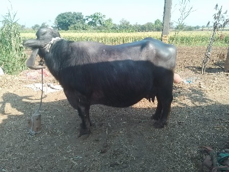 ભેંસ વેચવાની છે