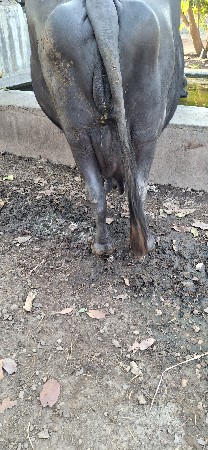 ભેસ વેચવાની