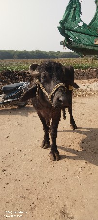 ઓરીજનલ બની ભેંસ છે