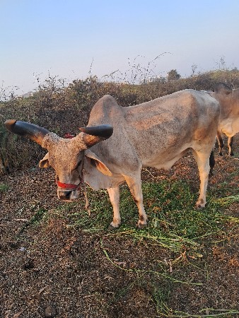 bija fota ke vidiyo mukvama nai