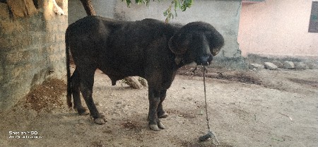 थंबनेल 3