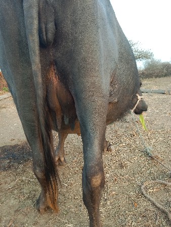 थंबनेल 3