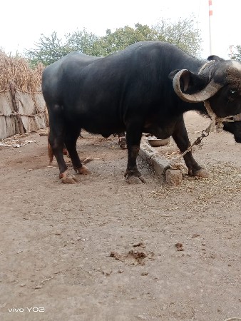 थंबनेल 2