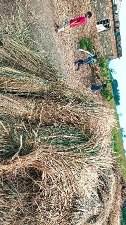 જાર ના પુરા વેચવાના છે.