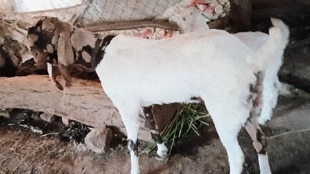 2જુ વેતર ગાભણી છે