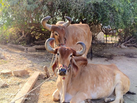 थंबनेल 2