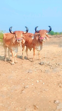 મારવા બેસવાની ફૂલ જવાબદારી બે બે વ