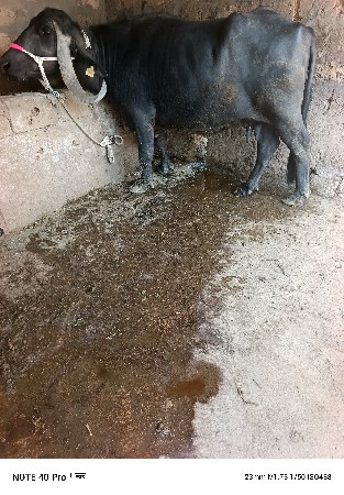 थंबनेल 3