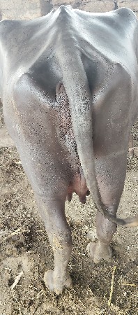 sisodiya rajdeep 8160433089