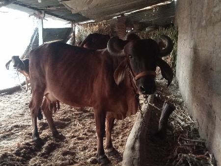 ગાય વેચવાની છે