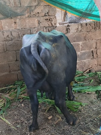 थंबनेल 2