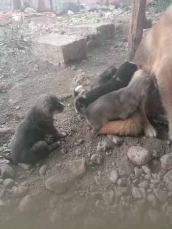 ૪.ફીમેલવેસવાનીછે