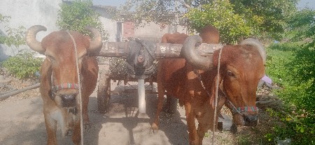 બરધવેસવાનાસે