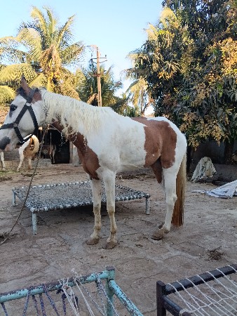 ઘોડી વેચવાની છે