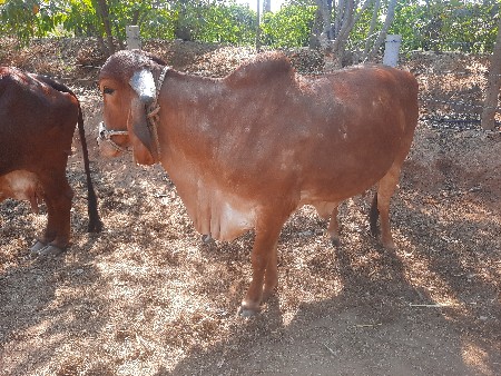 थंबनेल 3