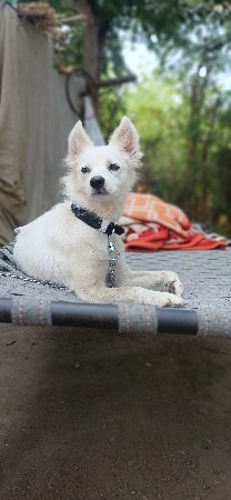 વેચવાનું છે