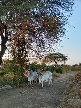 थंबनेल 2