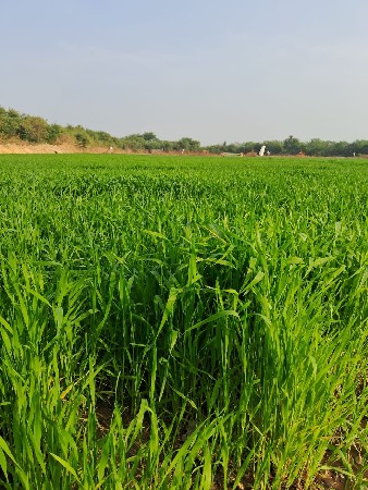 રોડ ટચ જમીન વેચવાની છે