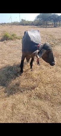 પેલું વેતર છ દાંતે