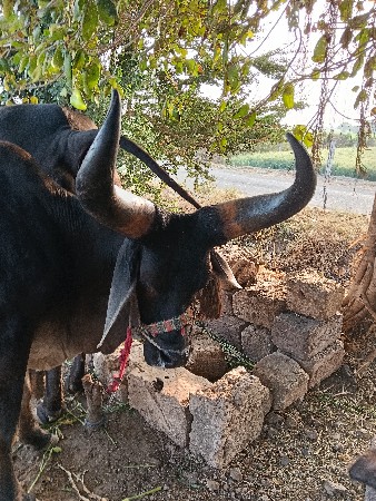 બડદજવાબદારીથીવેચવાનોછેવેચવાનોછે