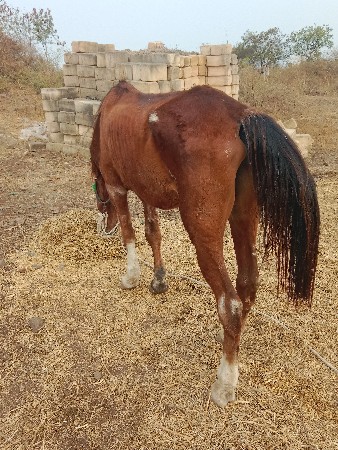 ધોડી વેસવાની છે