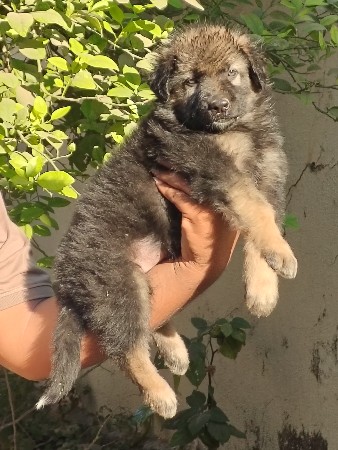 German. shepherd