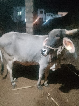 ગાય વેચવાની છે
