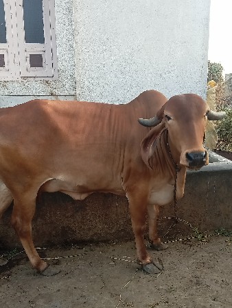 ગાય વેચવાની છે