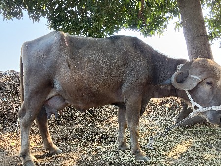 ભેંસ વેચવાની સે