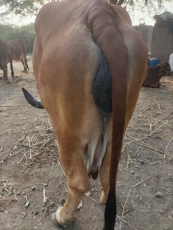 ગીર ગાય વેશવાની છે દોવામાં સોજી