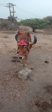 थंबनेल 3