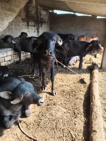 ખડેલા વેશવાનુ છે