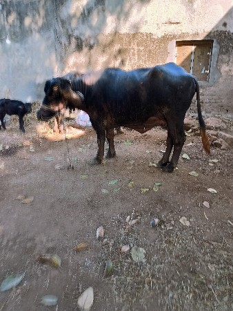 ભેસ વેચવાની છે