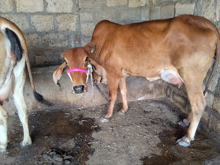 थंबनेल 2