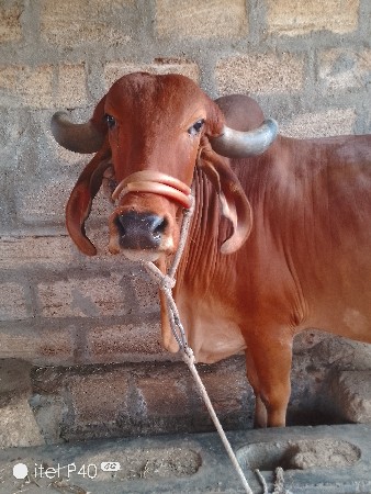 ગાય વેચવાની છે