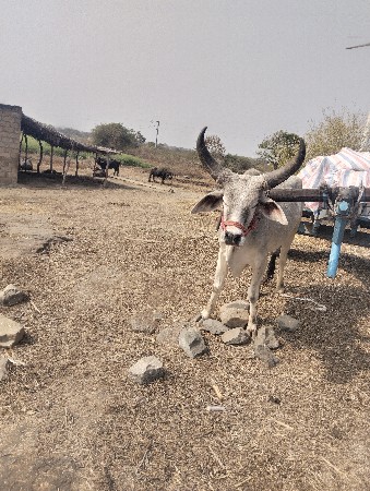 थंबनेल 2